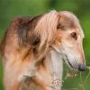Black And Beige Saluki Paint By Numbers