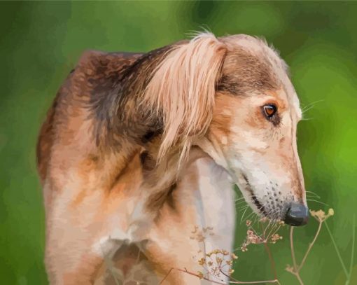 Black And Beige Saluki Paint By Numbers