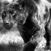 Black And White Panther Animal Paint By Numbers