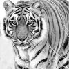 Black And White Tiger Animal Paint By Numbers