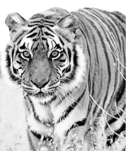 Black And White Tiger Animal Paint By Numbers