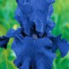 Bloom Blue Irises Flower Paint By Numbers