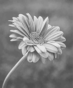 Blooming Black And White Daisy Paint By Numbers