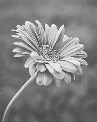 Blooming Black And White Daisy Paint By Numbers