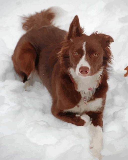 Brown Border Collie In Snow Paint By Numbers