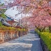 Cherry Blossom Trees In Shizuoka City Paint By Numbers