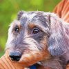 Close Up Wire Haired Dachshund Paint By Numbers