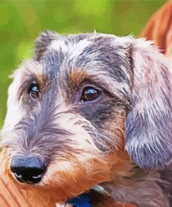Close Up Wire Haired Dachshund Paint By Numbers