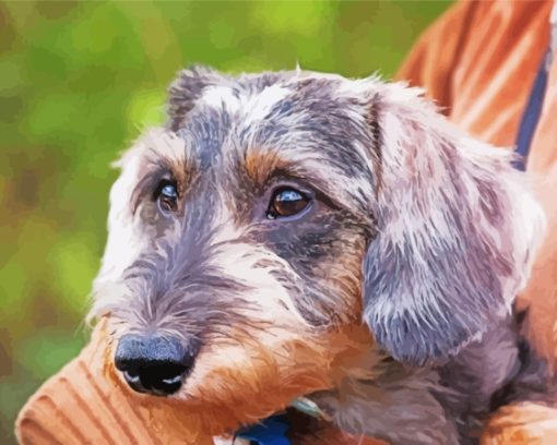 Close Up Wire Haired Dachshund Paint By Numbers