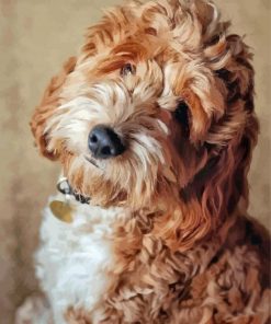 Cockapoodle Dog Paint By Numbers