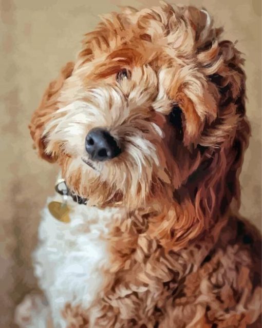 Cockapoodle Dog Paint By Numbers