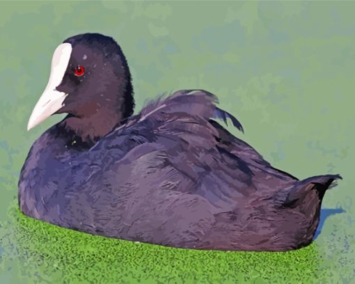 Coots In Green Water Paint By Numbers