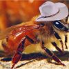 Cowboy Bee Paint By Numbers