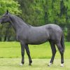 Dark Grey Horse Paint By Numbers