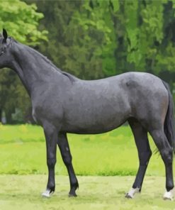 Dark Grey Horse Paint By Numbers