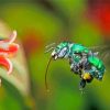 Euglossa Bazinga Insect Paint By Numbers