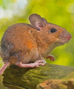 Field Mouse Paint By Numbers