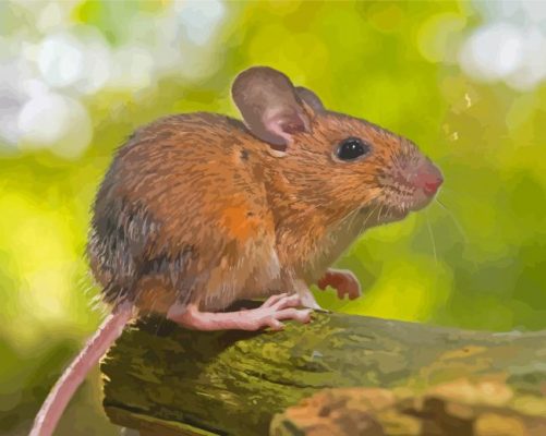 Field Mouse Paint By Numbers