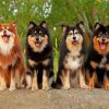 Finnish Lapphunds Paint By Numbers