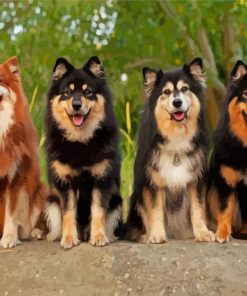 Finnish Lapphunds Paint By Numbers