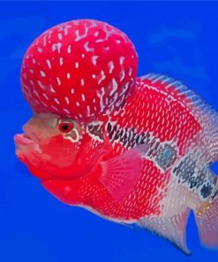 Flowerhorn Fish Paint By Numbers
