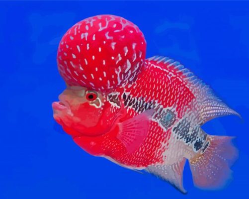 Flowerhorn Fish Paint By Numbers