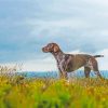 German Shorthair Dog Pet Paint By Numbers
