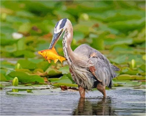 Heron And Orange Fish Paint By Numbers