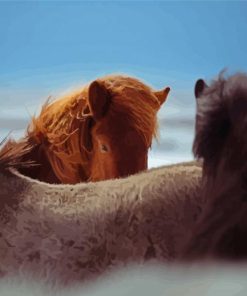 Icelandic Horses Paint By Numbers