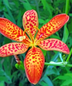 Leopard Flower Paint By Numbers
