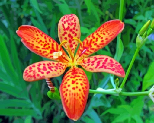 Leopard Flower Paint By Numbers