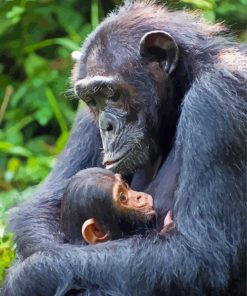 Mom Chimpanzee Paint By Numbers