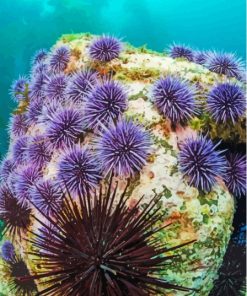 Ocean Urchins Paint By Numbers