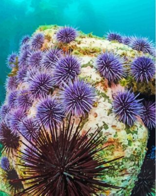 Ocean Urchins Paint By Numbers