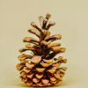 Pinecone Photography Paint By Numbers