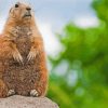 Prairie Dog Paint By Numbers