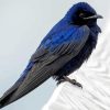 Purple Martin Paint By Numbers