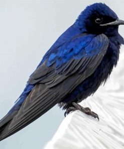 Purple Martin Paint By Numbers