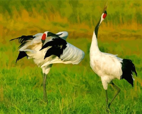 Red Crowned Cranes Paint By Numbers