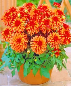Red Orange Dahlia Pot Paint By Numbers