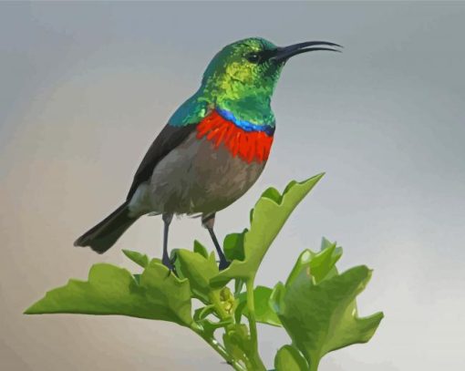 Sunbird Nectariniidae Paint By Numbers