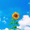 Sunflower With Blue Sky Paint By Numbers