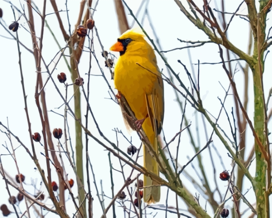 Yellow Cardinal On Dead Tree Paint By Numbers