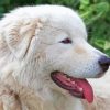 Adorable Maremma Sheepdog Paint By Numbers