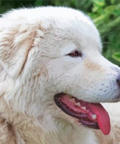 Adorable Maremma Sheepdog Paint By Numbers