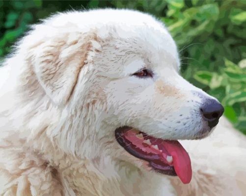 Adorable Maremma Sheepdog Paint By Numbers