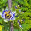 Aesthetic Blue Passion Flower Paint By Numbers