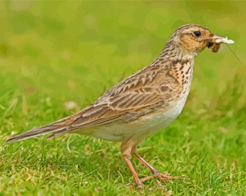 Aesthetic Eurasian Skylark Paint By Numbers