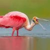 Aesthetic Roseate Spoonbill Paint By Numbers