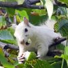 Albino Squirrel Paint By Numbers